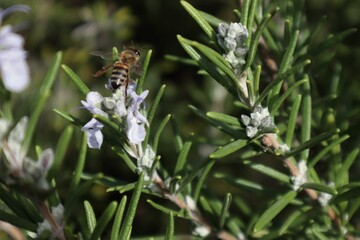 Honey bees collecting nectar from rosemary bush flowers, Cape Town, South Africa