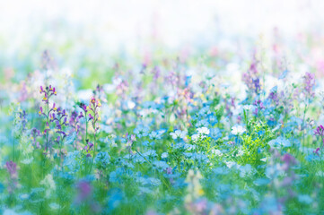 Obraz premium 青い花畑の夢