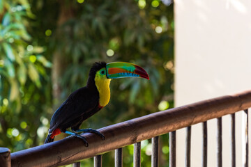 toucan on a branch