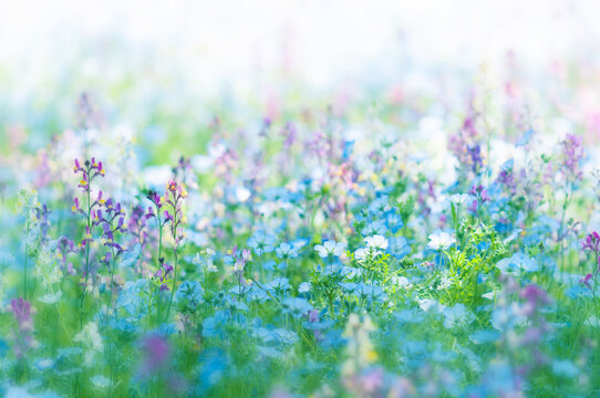 花畑 Images – Browse 189,721 Stock Photos, Vectors, and Video