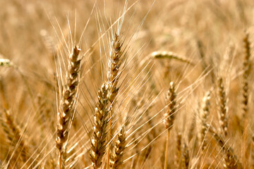 Field with ears of rye. Ears of rye close-up. Harvest concept. selective focus