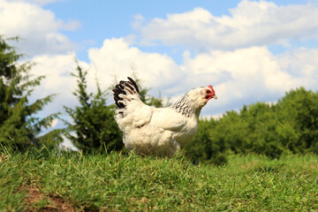 A free-range organic farm chicken grazes on the grass. selective focus