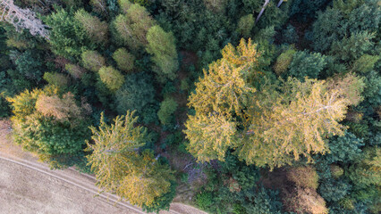 European forest top view. Aereal perspective of German forest near the Alps in late summer