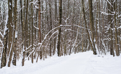Winter landscape. A road between snow-covered trees in a winter forest.