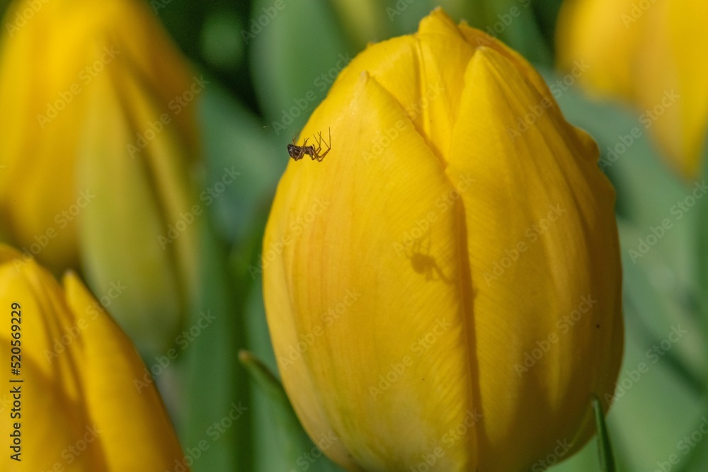 Sticker Tiny black spider crawling on edge of yellow tulip petal. Yellow tulip flowers with green leaves