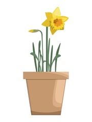 Vector yellow daffodil in ceramic flower pot, isolated on white background