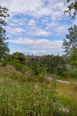 Fototapeta premium Skyline view from a flower rich hill with birch trees, a sunny summer day in Stockholm