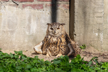 Giant tawny owl sits on the ground on a sunny day and looks ahead