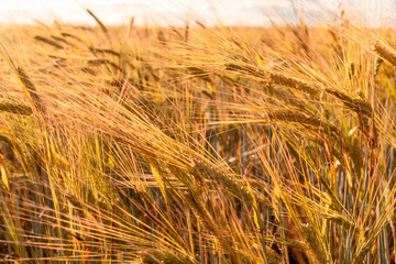 Cereal wheat field in summer harvest natural background copy space spikelets against the blue sky agriculture selective focus