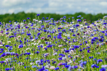 Cornflowers on a wheat field, colorful cornflower field