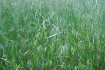 Closeup of a field with young green oats