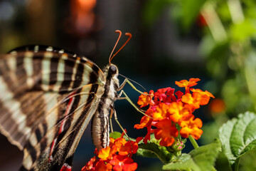 A Zebra Striped Swallowtail butterfly on a flower © April