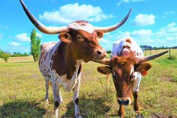 A couple of longhorn cow pals, sauntering through the field.