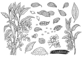 Cardamom plant botanical hand drawn set of sketch vector illustration isolated.