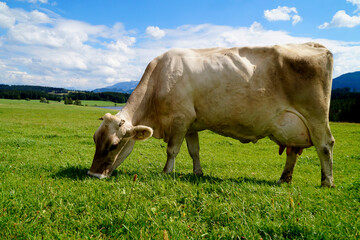 cows grazing on the lush green alpine meadows with scenic lake Attlesee and the Bavarian Alps in the background, Nesselwang, Allgaeu or Allgau, Germany	