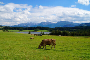 Fototapeta na wymiar cows grazing on the lush green alpine meadows with scenic lake Attlesee and the Bavarian Alps in the background, Nesselwang, Allgaeu or Allgau, Germany 