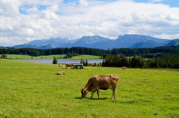 Fototapeta na wymiar cows grazing on the lush green alpine meadows with scenic lake Attlesee and the Bavarian Alps in the background in Nesselwang, Allgaeu or Allgau, Germany 