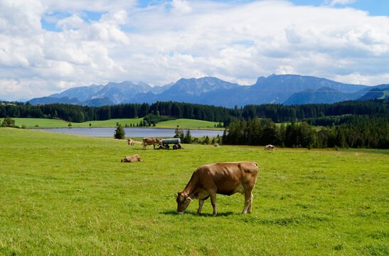 cows grazing on the lush green alpine meadows with scenic lake Attlesee and the Bavarian Alps in the background in Nesselwang, Allgaeu or Allgau, Germany	