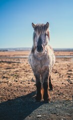 Vertical shot of a Horse behind a wire fence in Iceland © Wirestock Creators