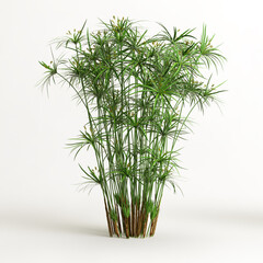 3d illustration of cyperus alternifolius isolated on white background