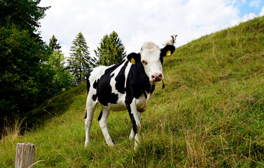 cow grazing on the green alpine meadow in Nesselwang in the Bavarian Alps, Allgau, Bavaria, Germany	