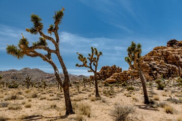 Beautiful stark desert landscape with bristled Joshua trees and rock formations on a sunny day