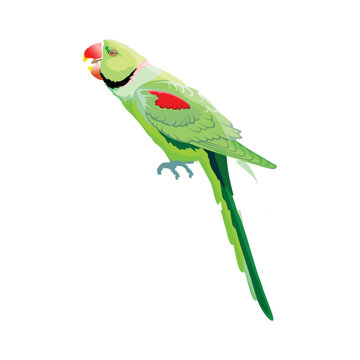 Logo design of a rose-ringed parakeet (Psittacula krameri) isolated on a white background