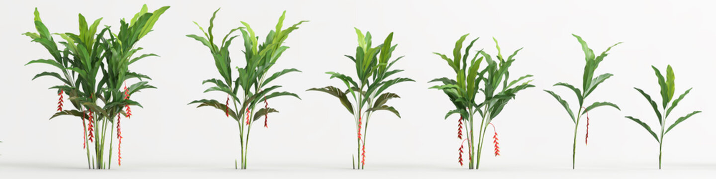 3d illustration of set heliconia tree isolated on white background