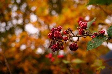 Closeup shot of raspberries on a branch on a blurred bokeh background - rubus - obrazy, fototapety, plakaty