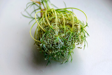 close up view of beautiful white wild carrot flower