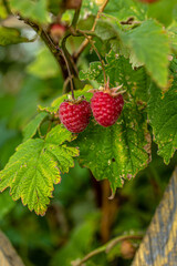 Branch of ripe raspberries on the bush with green leaves, green background close up