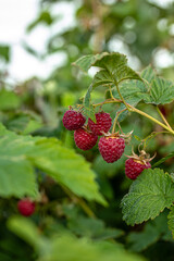 ripe raspberries on the bush with green leaves in the garden  close up