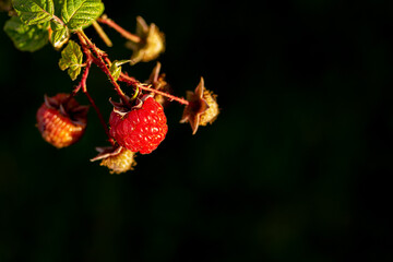 Branch of ripening raspberries in the black background close up