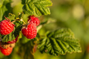 Branch of ripe raspberries on the bush, green background close up