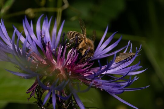 Closeup shot of a honeybee on the wig knapweed in the garden