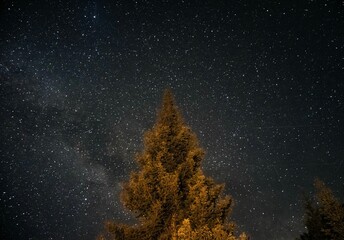 Top o f an evergreen tree against bright starry sky background