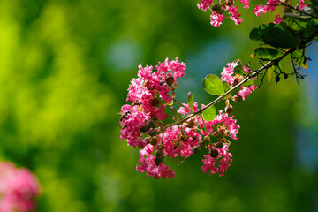 Honeybee Collecting Pollen on flower of lagerstroemia indica Tree