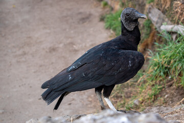Gallinazo, ave de rapiña, en granja Porcon Cajamarca.
