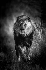 Vertical shot of a beautiful lion in black and white