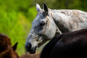 Portrait of American Quarter horse resting in the pasture, Angola, Indiana - obrazy, fototapety, plakaty