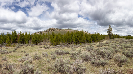 Trees and Mountain in the American Landscape. Yellowstone National Park, Wyoming. United States. Nature Background. Panorama