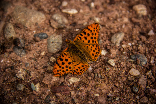 Queen Of Spain Fritillary Butterfly