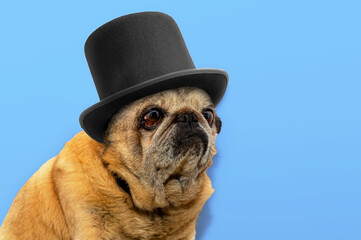 Close-up portrait of old pug dog in black hat. Pug looks sadly at the camera on blue background