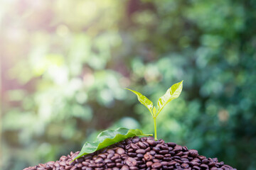 Growing coffee saplings and thrives on abundant coffee beans.