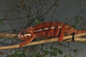 Closeup on the Panther chameleon, Furcifer pardalis endemi to Ma © Henk Wallays/Wirestock Creators