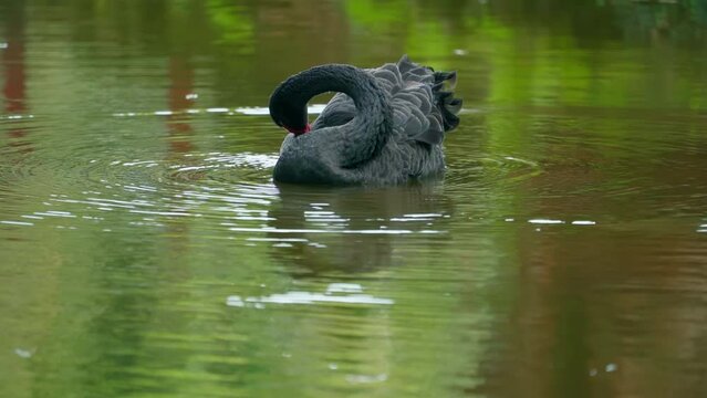 Black wan swimming in pond at the buddhist temple in Honolulu, Hawaii