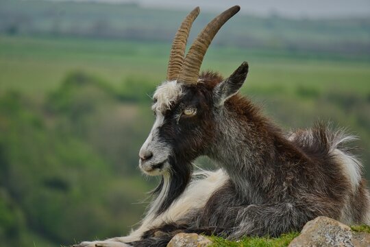 Closeup shot of a male goat sitting in a field on blurred background