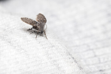 Clogmia albipunctata posed on a piece of white fabric