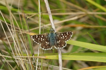 Closeup on a small red underwing skipper , Spialia sertorius, sitting on the ground with open wings