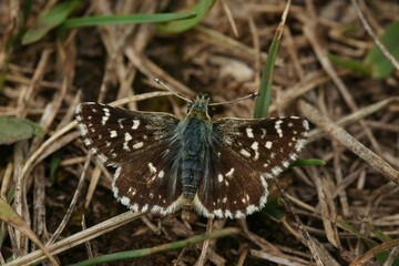 Closeup on a small red underwing skipper , Spialia sertorius, sitting on the ground with open wings